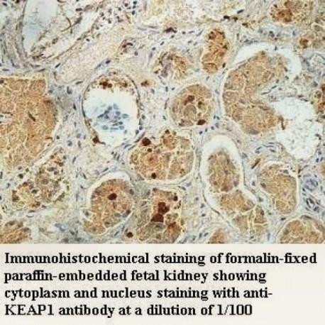 KEAP1 Antibody