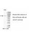 KEAP1 Antibody