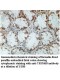 TRIM60 Antibody