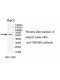 TRIM60 Antibody