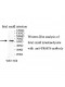 TRMT6 Antibody