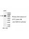TROVE2 Antibody