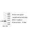 TSEN15 Antibody