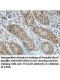 TSGA10 Antibody