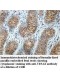 TSNAX Antibody