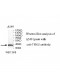 TSKU Antibody