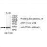 TSKU Antibody