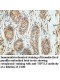 TSPYL5 Antibody