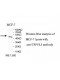 TSPYL5 Antibody