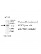 TSSC1 Antibody