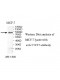 TTC27 Antibody