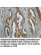 TTLL10 Antibody