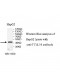 TTLL10 Antibody