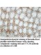 TTC38 Antibody