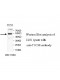 TTC38 Antibody