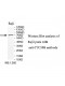 TTC39B Antibody