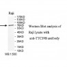 TTC39B Antibody