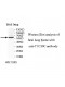 TTC39C Antibody