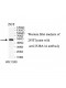 TUBA1A Antibody