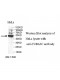 TUBA3C Antibody