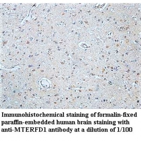 MTERFD1 Antibody