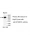 MTERFD1 Antibody