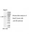 GK Antibody