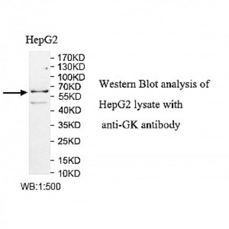 GK Antibody