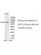 KLKB1 Antibody