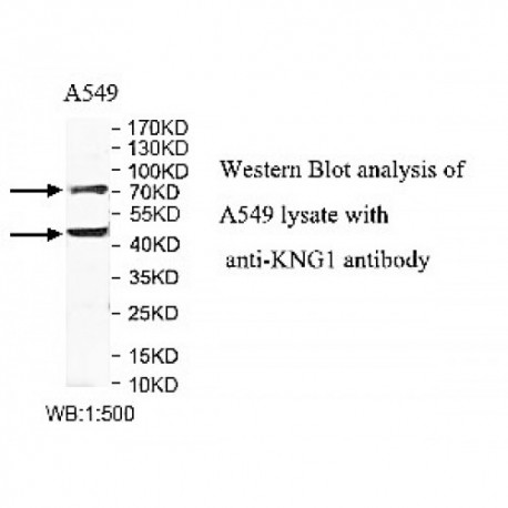 KNG1 Antibody