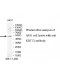 KRT13 Antibody