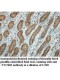 TTC30B Antibody