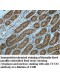 TTC33 Antibody