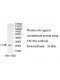 TTC30A Antibody