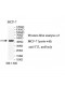 TTL Antibody