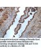 TUBB Antibody