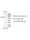 TUBB Antibody