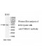 TUBA1C Antibody