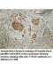 TTRAP Antibody