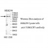 TUBGCP3 Antibody