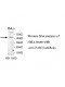 TUSC4 Antibody