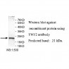 TWF2 Antibody