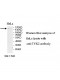 TYK2 Antibody