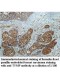 TYMP Antibody