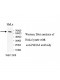 P4HA2 Antibody