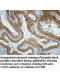 CLIP3 Antibody