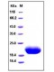 Human IL6/Interleukin-6 Protein