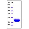 Human IL6/Interleukin-6 Protein