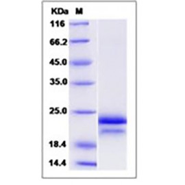 Human / Cynomolgus VEGF / VEGFA / VEGF164 Protein