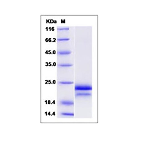 Human / Cynomolgus VEGF / VEGFA / VEGF164 Protein